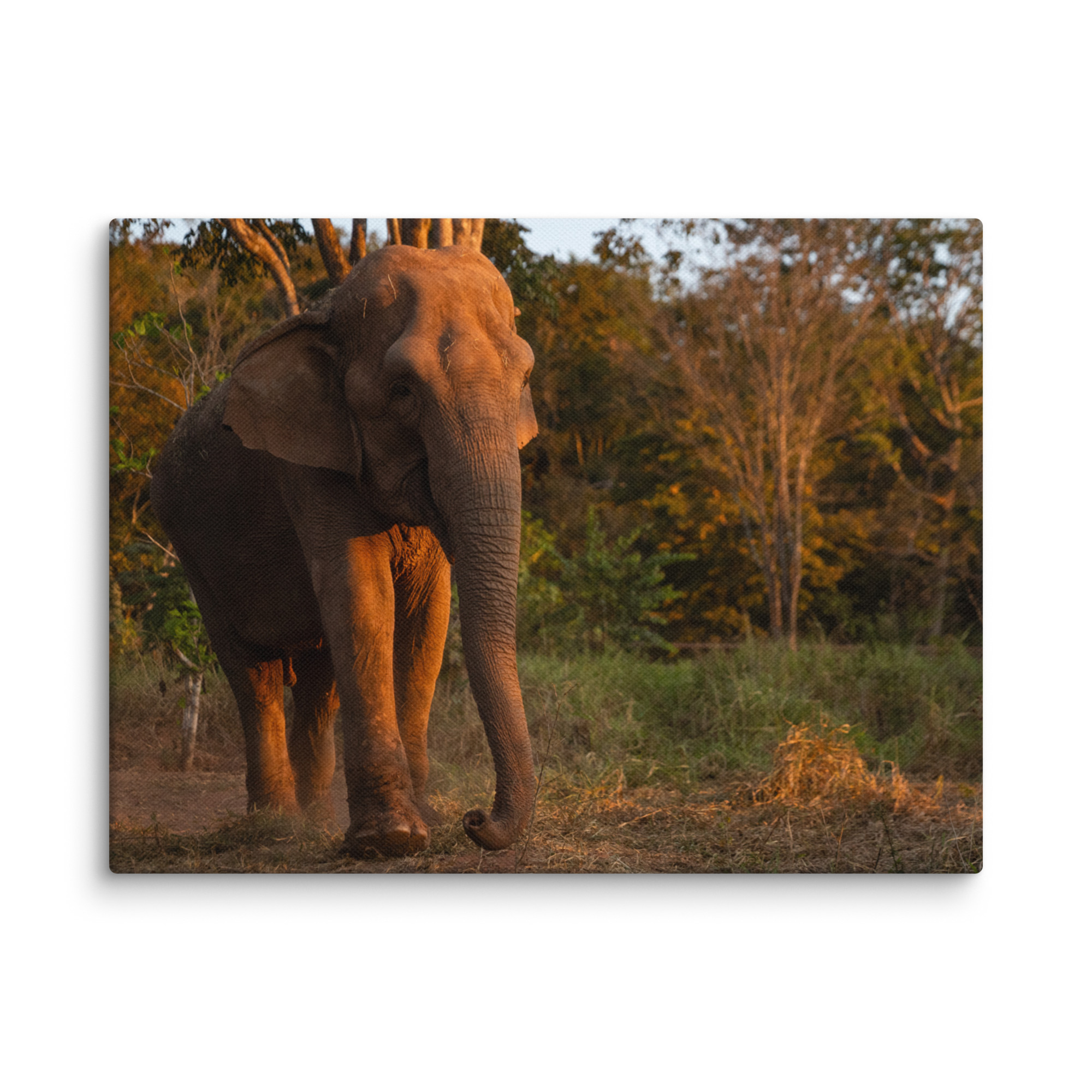 Canvas Print - Bambi (12x16)